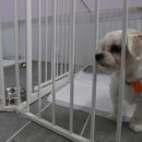 사단법인 한국동물구조관리협회 이미지