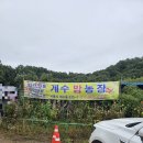 선들농장 | 서울 근교 아이랑 밤 줍기 체험 시흥 계수 밤농장 다녀온 후기