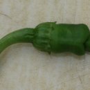 남근농장 이미지