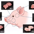 돼지한마리 이미지