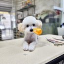 다이아몽 이미지