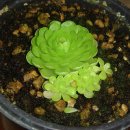 비너스타 이미지