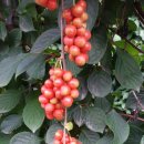 거창-북상-3 이미지