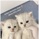 달냥이