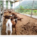 김천염소유통 이미지