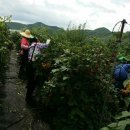 한열농장 이미지