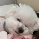 개린이세상 | 대연동 애견유치원 우리집둘째 놀이방 이용후기!