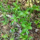 약초활용 생활건강법 이미지