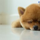 우리집 댕댕이 이미지