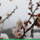 한매