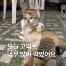 슬기로운식탁 이미지