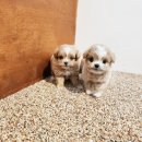 하늘켄넬 이미지