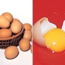 개를 위한 하루 이미지