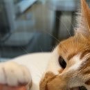 건강한펫 | 기호성 대박! 건강한펫 동결건조 꼬마고등어 트릿 후기