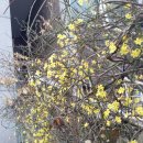 개나리세탁소 이미지