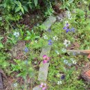 청산도 안단테 | 유월꽃이풍성한안단테펜션 청산도안단테펜션 다녀왔어요