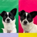 댕스미스 이미지