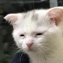 신혼부부 이사하기 #5 미소 입주청소 N크린 내돈내산 후기(구축아파트 입주청소)