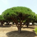 큰소나무농장 이미지