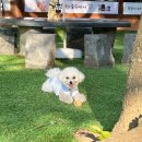 다불로1-1(남) | [경주 용강동] 경주애견동반카페 오프리쉬 강아지놀이터 강아지유치원 강아지호텔링 재x183382방문...