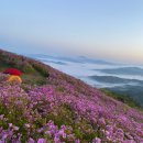 5월5일(일) 초암산(전남,보성) "철쭉절정" 모십니다 BAC100대명산(+) ﻿ 이미지