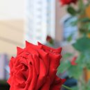 우장산동 이미지