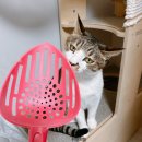 펫몽 | 펫몽공작소 고양이모래삽 후기