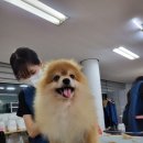 원애견샵 이미지