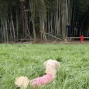 대한목장 | 제주 반려견 스냅 대한목장 스냅 후기 (+ 준비물)