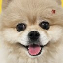 더펫살롱 이미지