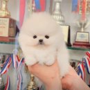 어벤져스켄넬 탑클래스펫 강아지분양 | 시흥애견분양 포메라니안 견사 애견샵