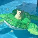 댕댕휴개소 이미지