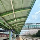 양산황산우체국 | 양산 물금역 황산공원 벚꽃 만개, 유채꽃밭 데이트코스