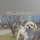 댕파티셰 이미지