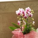 플라워샵 허니비 이미지