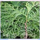 박하약국 | 약국 비듬샴푸, 비듬약 샴푸 써봐도 진정 안될때 해결법