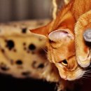 묘연고양이병원 이미지