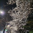 [강남] 합리적인 가격의 덴푸라 오마카세, 압구정로데오 시라카와 텐푸라(내돈내산 후기)