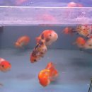 광원수족관 이미지