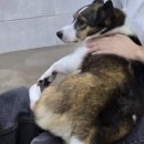 동그란 멍멍이 | 봉사후기