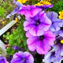 항아리민박 이미지