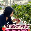 화순 스윙베리 딸기체험 다녀왔어요!🍓(내돈내산 솔직 후기)