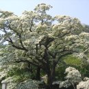 (여행) “나무위에 새하얀 눈꽃이 내렸어요”… 봄꽃 감상하러 떠나는 이팝나무 명소 4곳 이미지