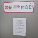 전주 햄스터 이미지