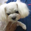 푸우동물병원 이미지