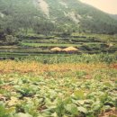 고향초가집 이미지