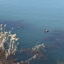 신대호수 이미지