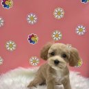 펫마켓 서구점 | 광주 쌍촌동 배냇미용 추천 ‘펫마켓 서구점’ (말티푸 미용,말티푸 배냇미용)