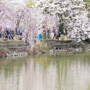 영산시장 | [멋] 창녕 영산연지못 수양벚꽃 주차 맛집 카페 정보 (분홍빛 파노라마)