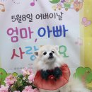 몽실이